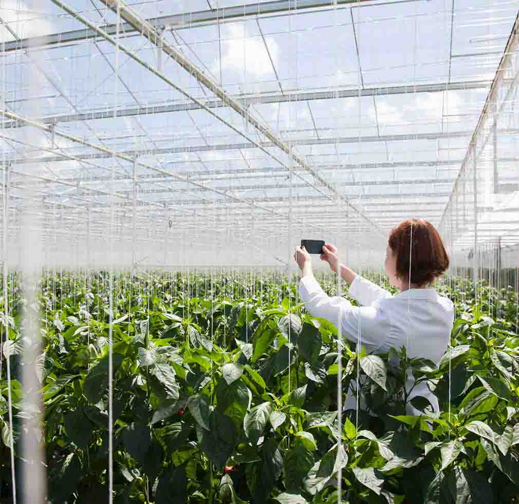 Woman taking a photo of a greenhouse Woman taking a photo of a greenhouse